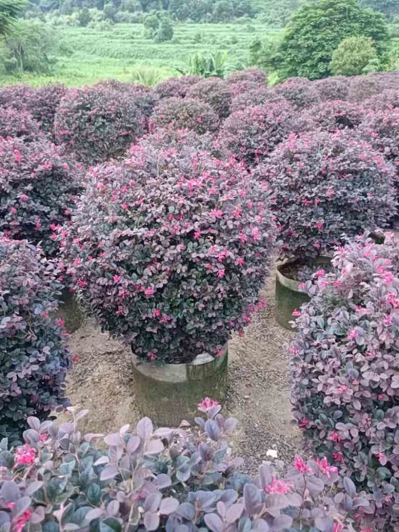 红继木球50-120高，基地直销，一手货源，大量低价出售