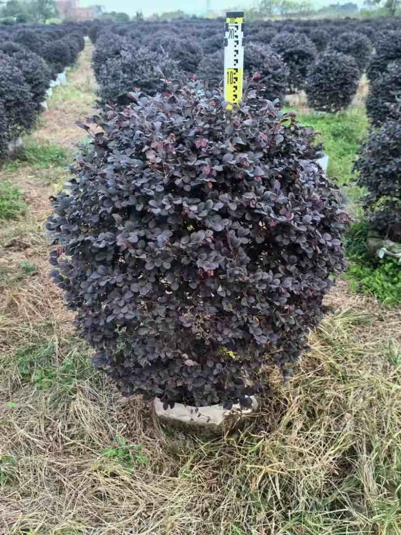 红继木球50-120高，基地直销，一手货源，大量低价出售
