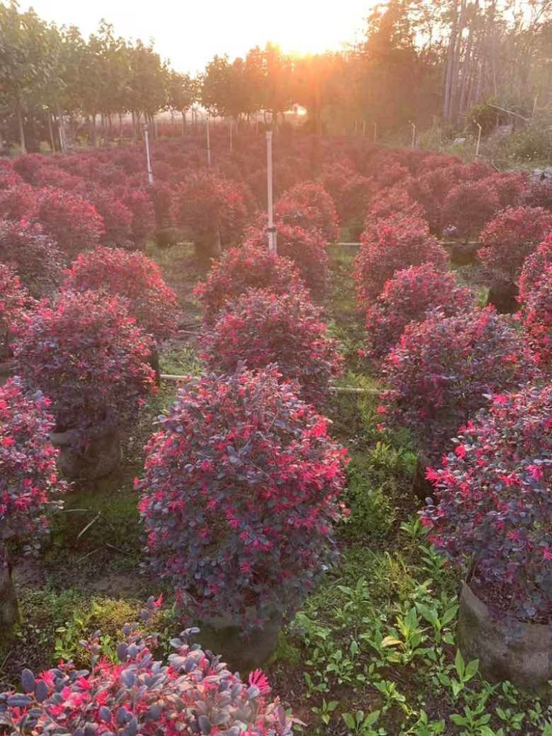 红继木球50-120高，基地直销，一手货源，大量低价出售