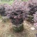 红继木球50-120高，基地直销，一手货源，大量低价出售
