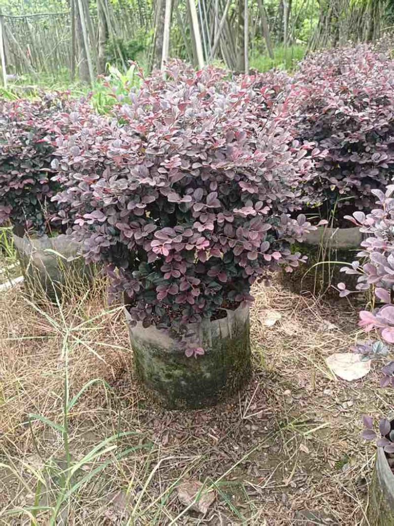 红继木球50-120高，基地直销，一手货源，大量低价出售
