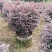 红继木球50-120高，基地直销，一手货源，大量低价出售