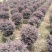 红继木球50-120高，基地直销，一手货源，大量低价出售