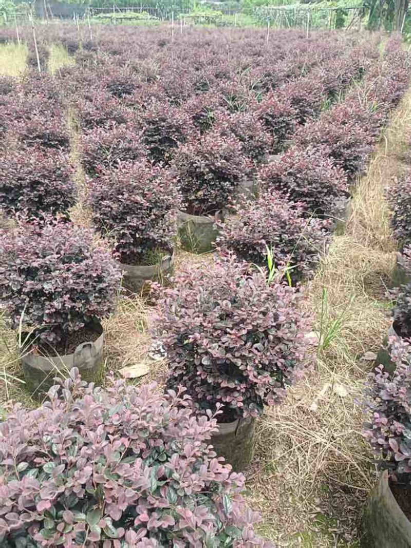 红继木球50-120高，基地直销，一手货源，大量低价出售