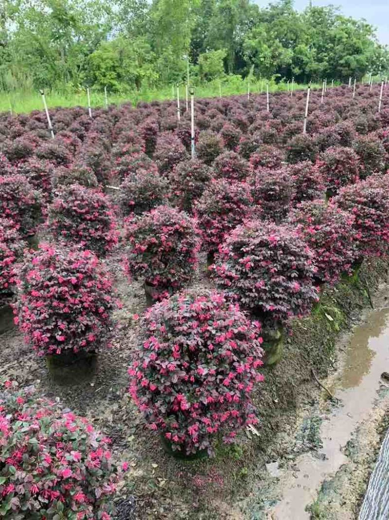 红继木球50-120高，基地直销，一手货源，大量低价出售
