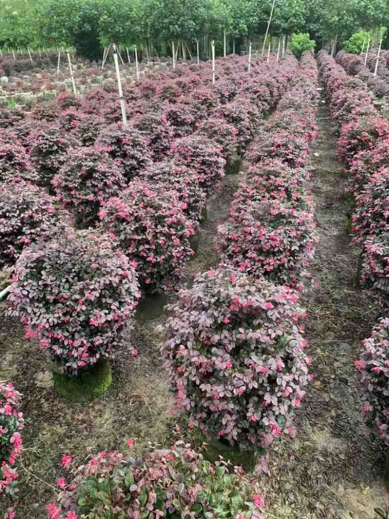 红继木球50-120高，基地直销，一手货源，大量低价出售