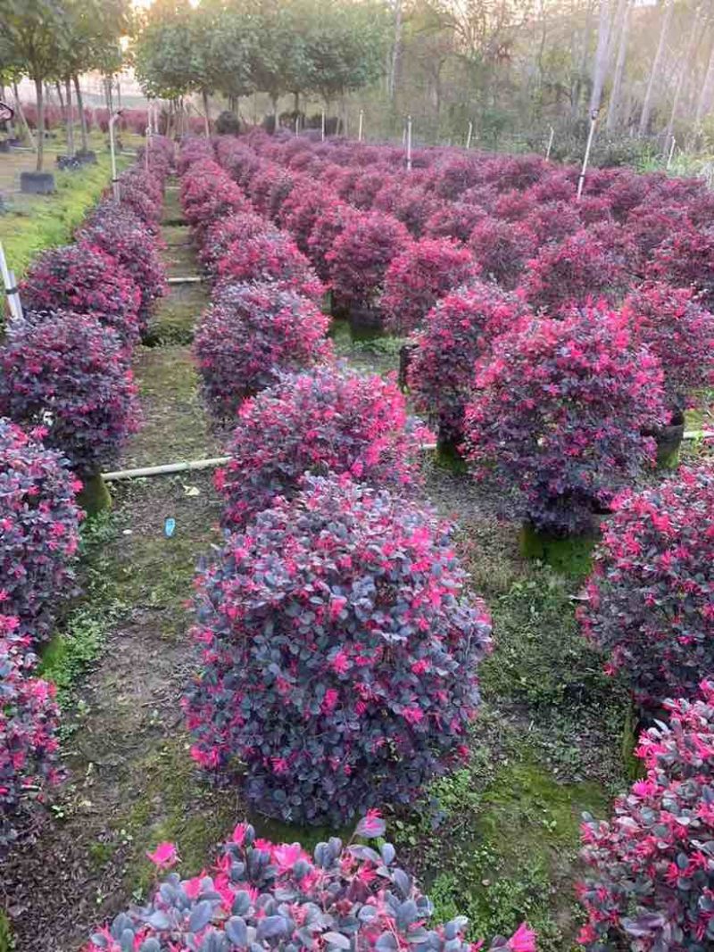 红继木球50-120高，基地直销，一手货源，大量低价出售