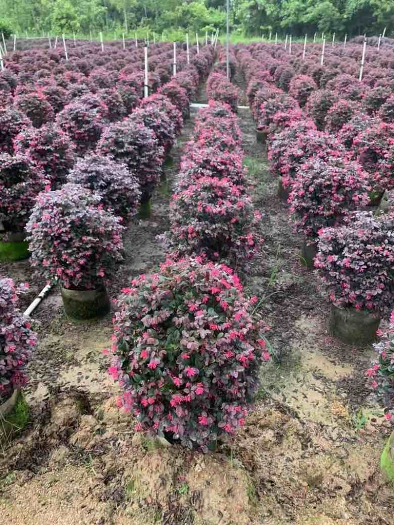 红继木20-120高，基地直销，一手货源，各种规格，大量出售
