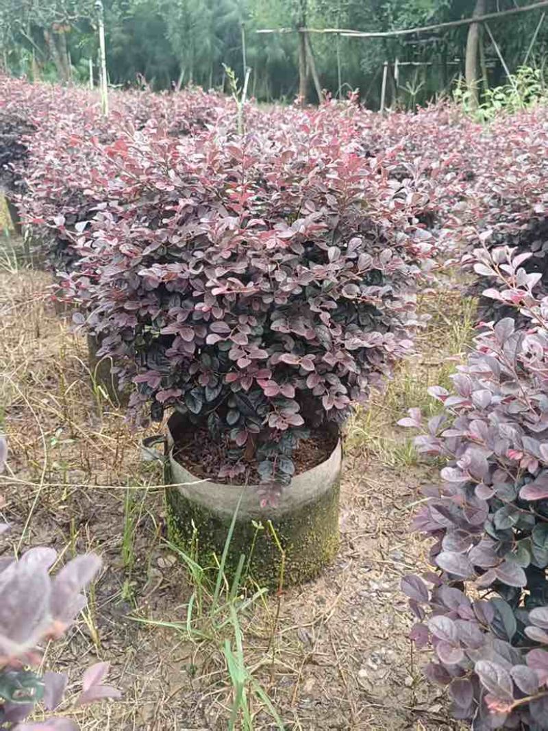 红继木20-120高，基地直销，一手货源，各种规格，大量出售