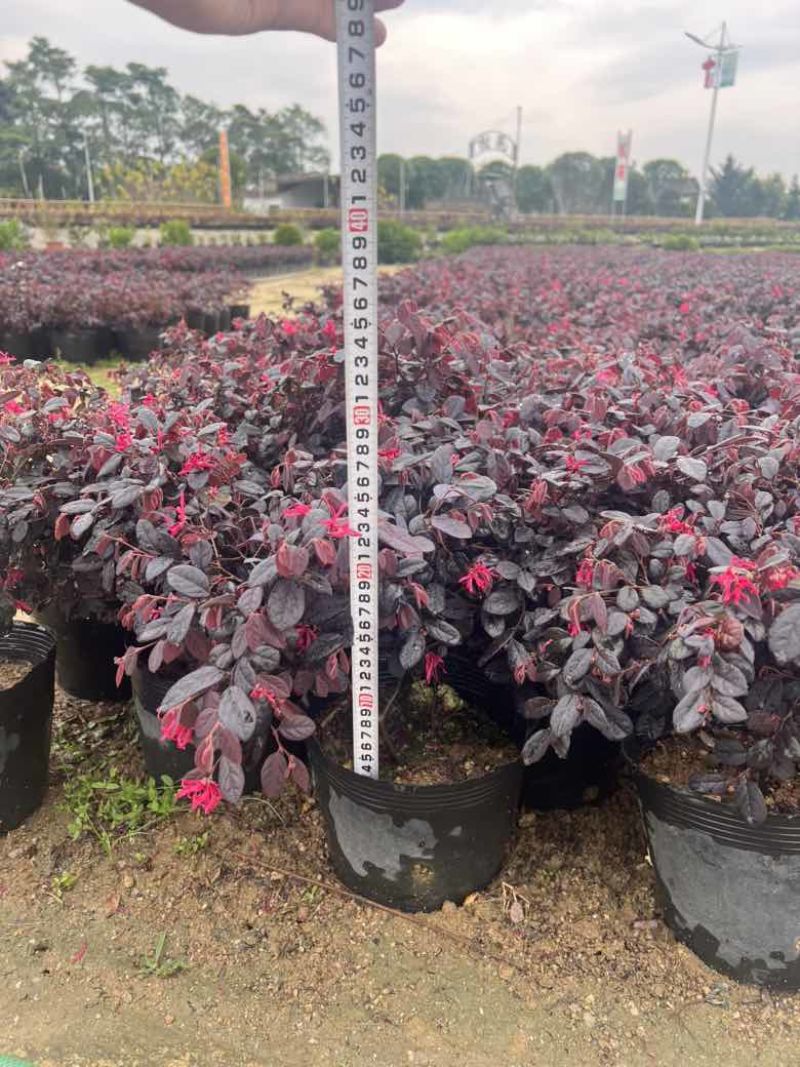 红继木20-120高，基地直销，一手货源，各种规格，大量出售