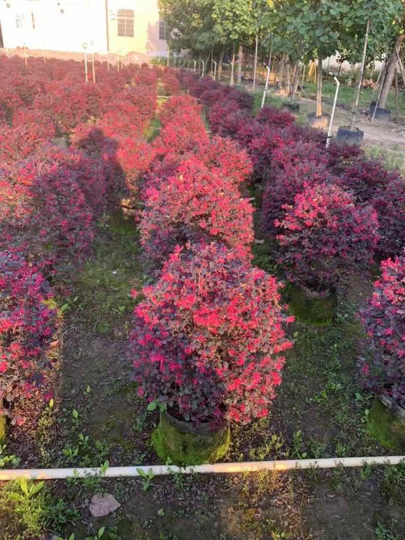 红继木20-120高，基地直销，一手货源，各种规格，大量出售