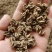 黄爪精品猫爪草