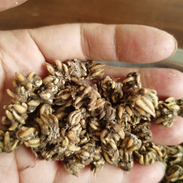 黄爪精品猫爪草