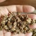 黄爪精品猫爪草