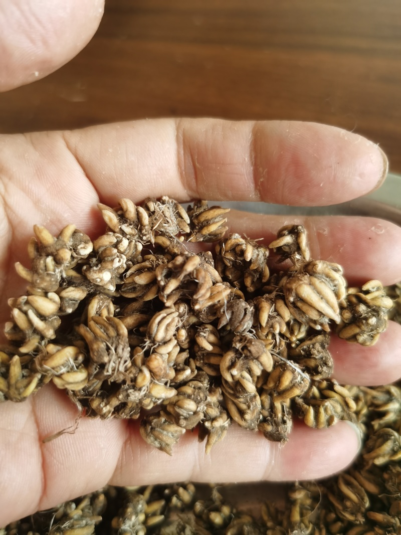 黄爪精品猫爪草