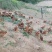 农村散养土鸡