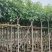 腊肠树3-15分，基地直销，一手货源，大量低价出售