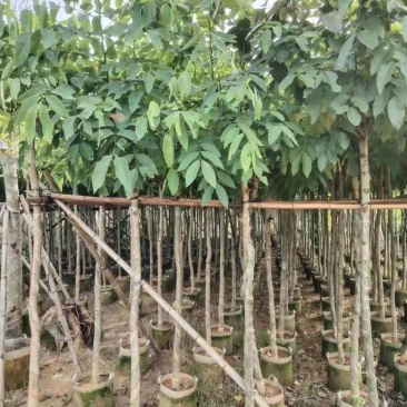 腊肠树3-15分，基地直销，一手货源，大量低价出售