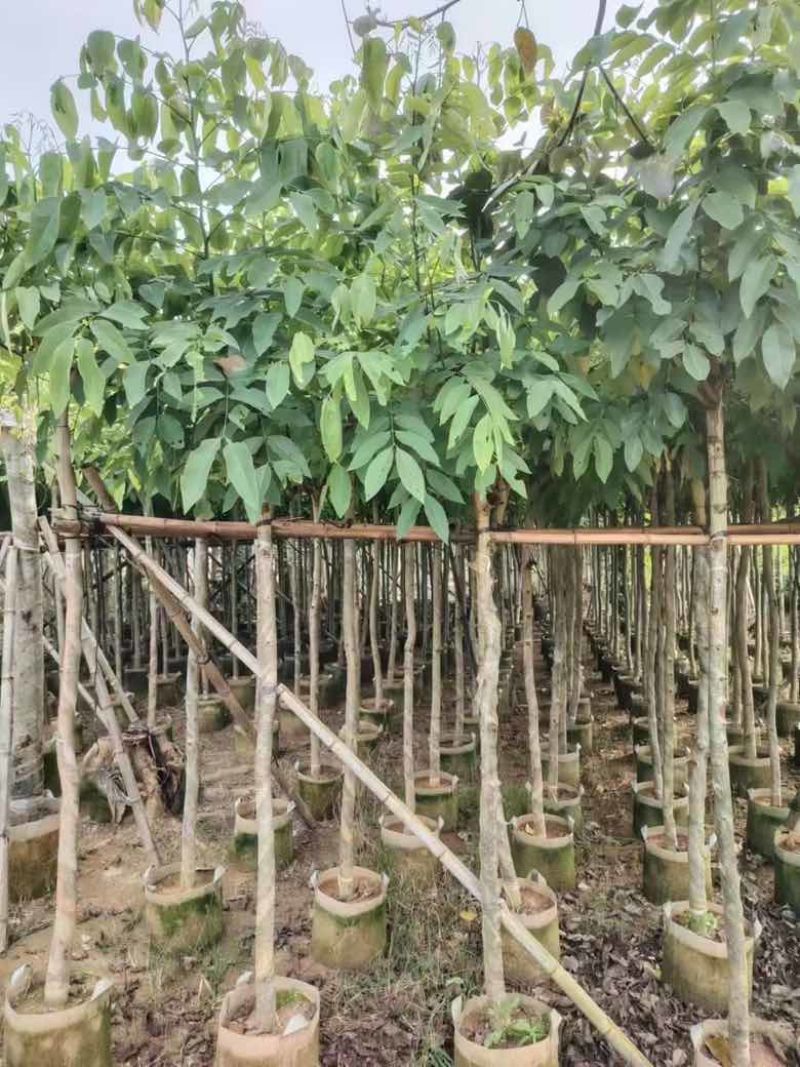 腊肠树3-15分，基地直销，一手货源，大量低价出售