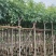 腊肠树3-15分，基地直销，一手货源，大量低价出售