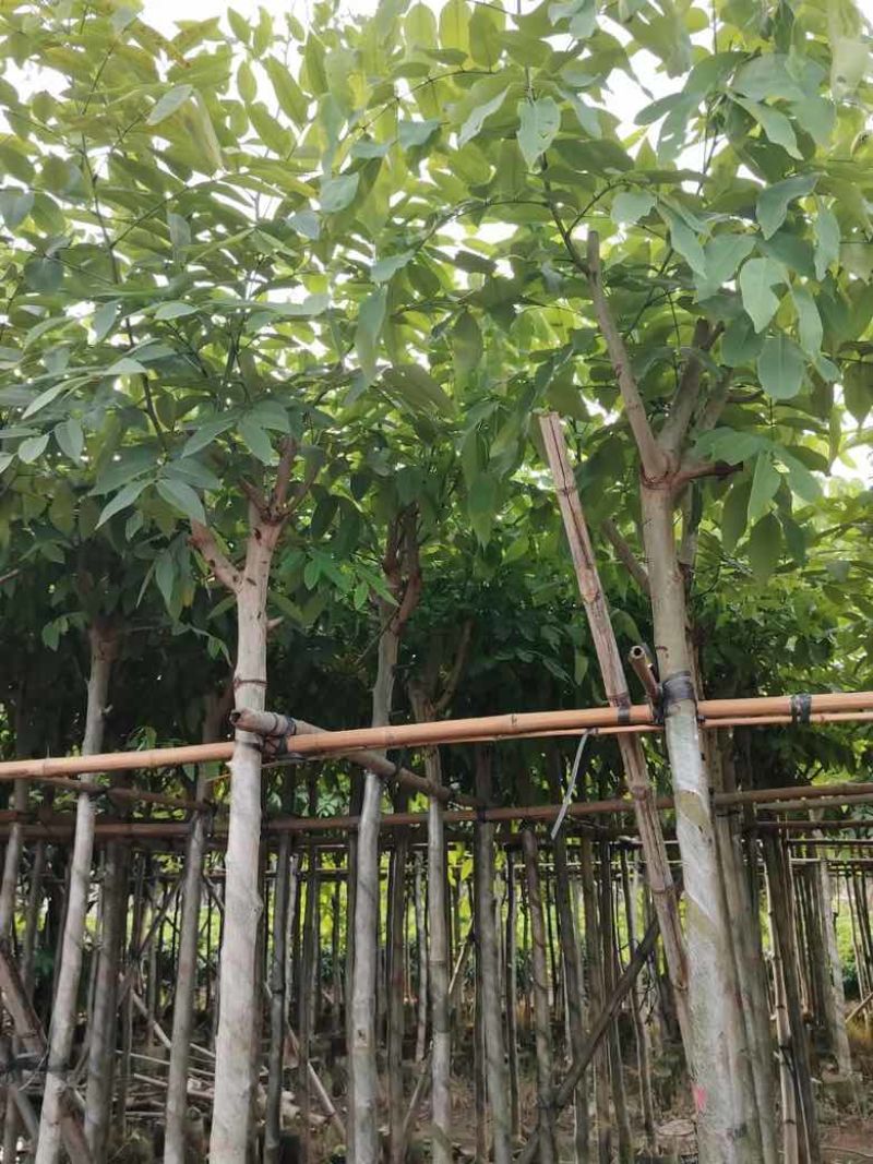 腊肠树3-15分，基地直销，一手货源，大量低价出售