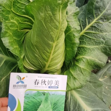 云南省昭通市高山牛心甘蓝
