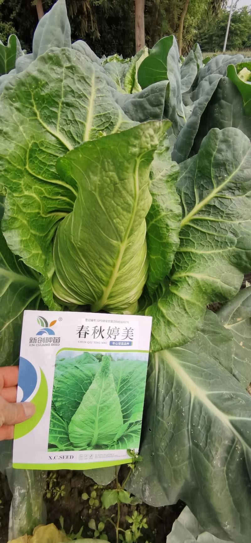 云南省昭通市高山牛心甘蓝