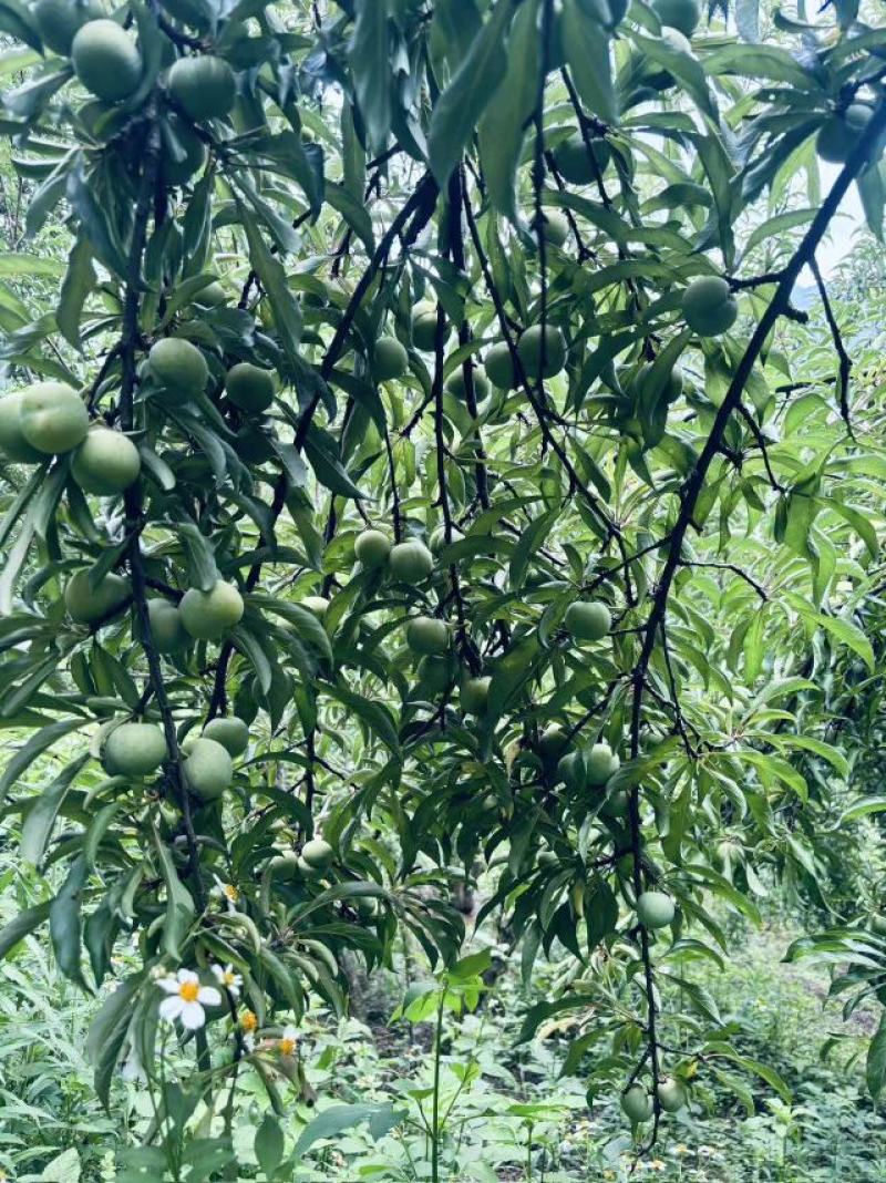 三华李次果小果青果产地需求联系