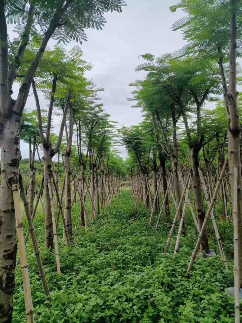 凤凰木骨架10-40分，基地直销，一手货源，大量低价出售