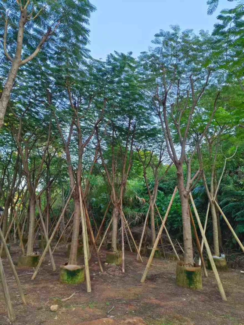 凤凰木骨架10-40分，基地直销，一手货源，大量低价出售