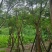 凤凰木骨架10-40分，基地直销，一手货源，大量低价出售