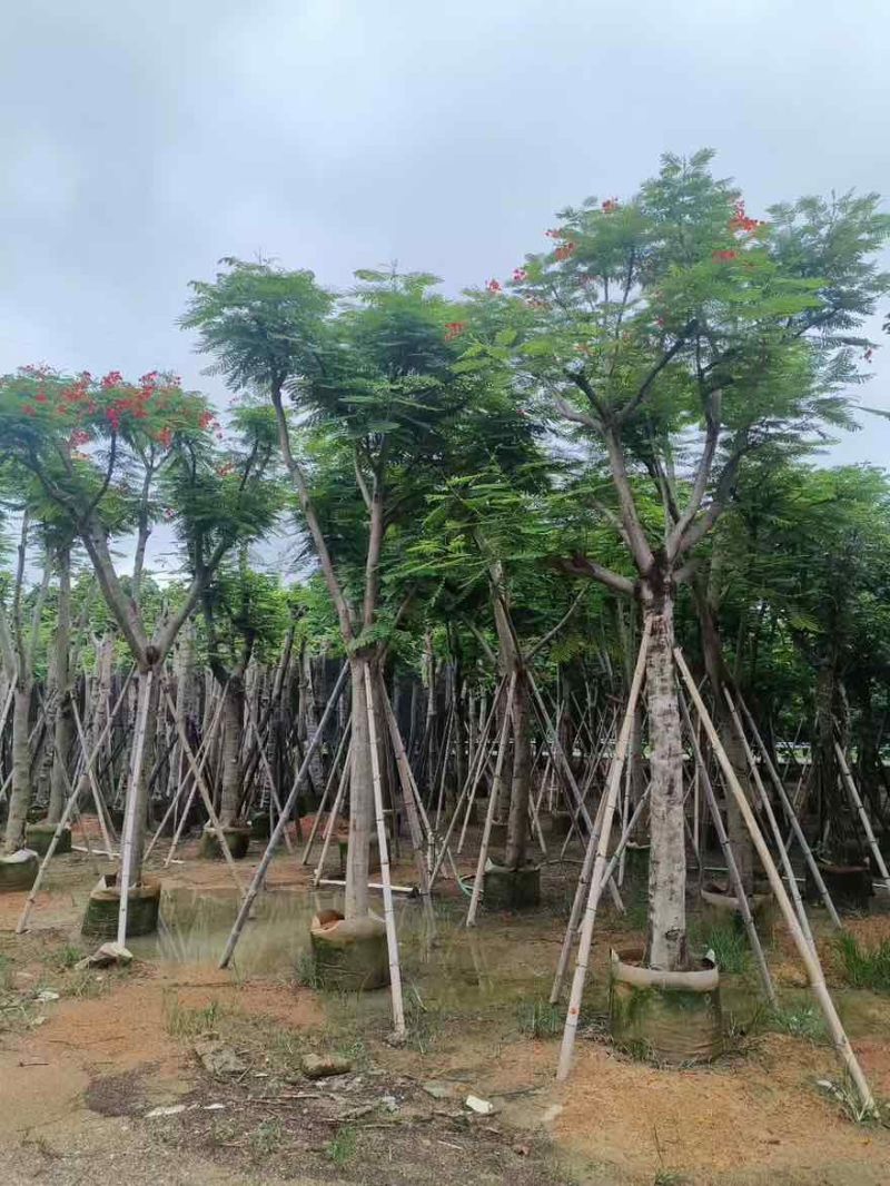 凤凰木骨架10-40分，基地直销，一手货源，大量低价出售