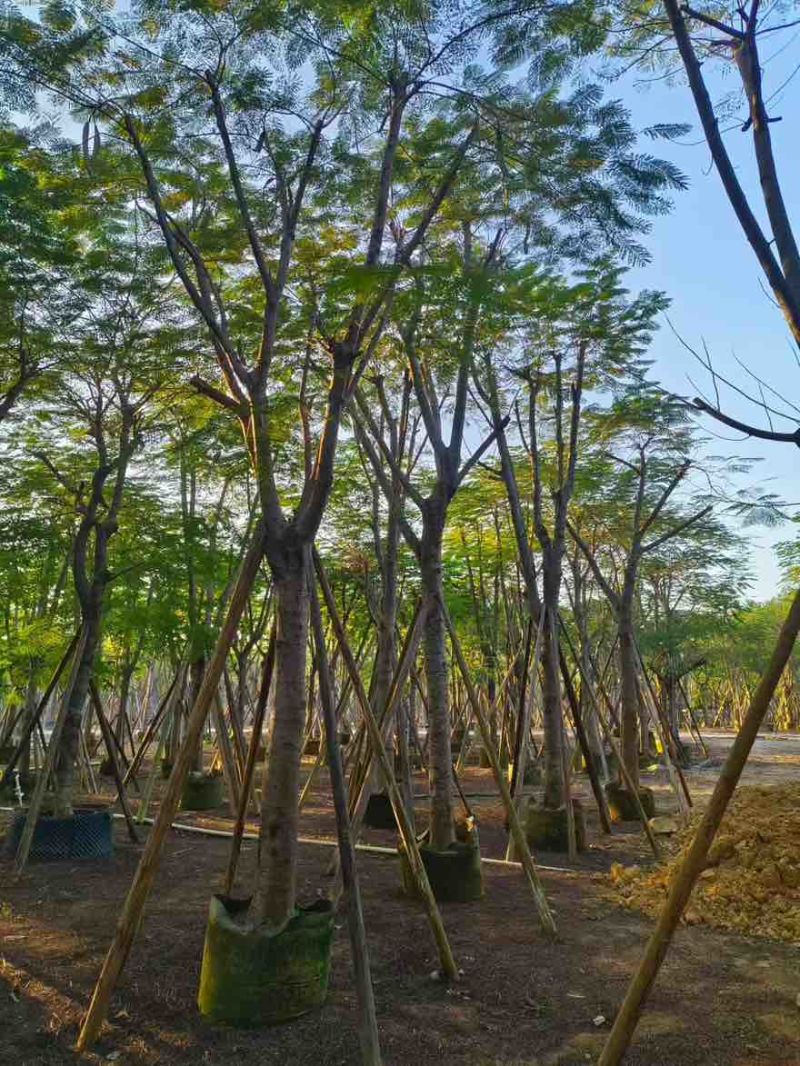 凤凰木骨架10-40分，基地直销，一手货源，大量低价出售
