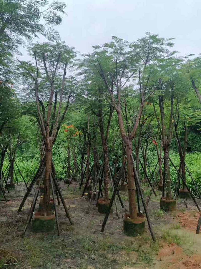 凤凰木骨架10-40分，基地直销，一手货源，大量低价出售