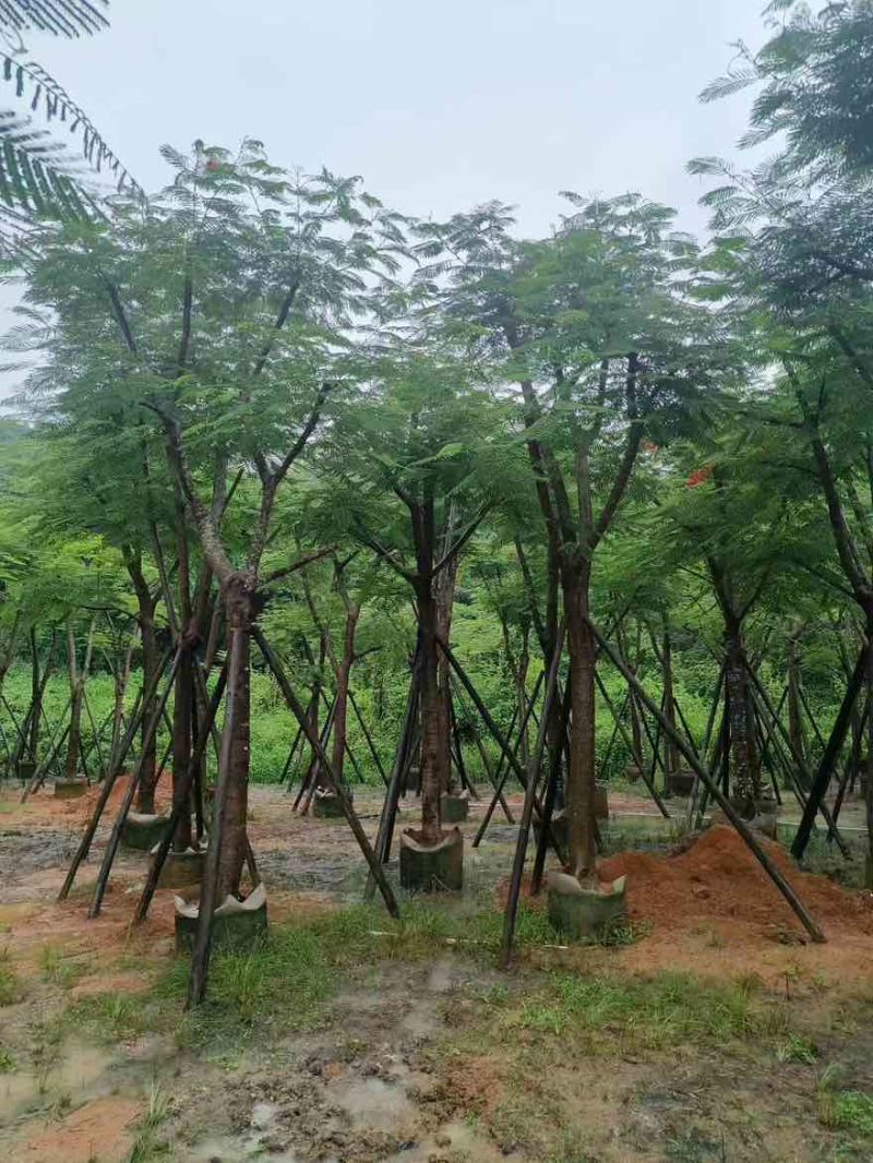 凤凰木骨架10-40分，基地直销，一手货源，大量低价出售