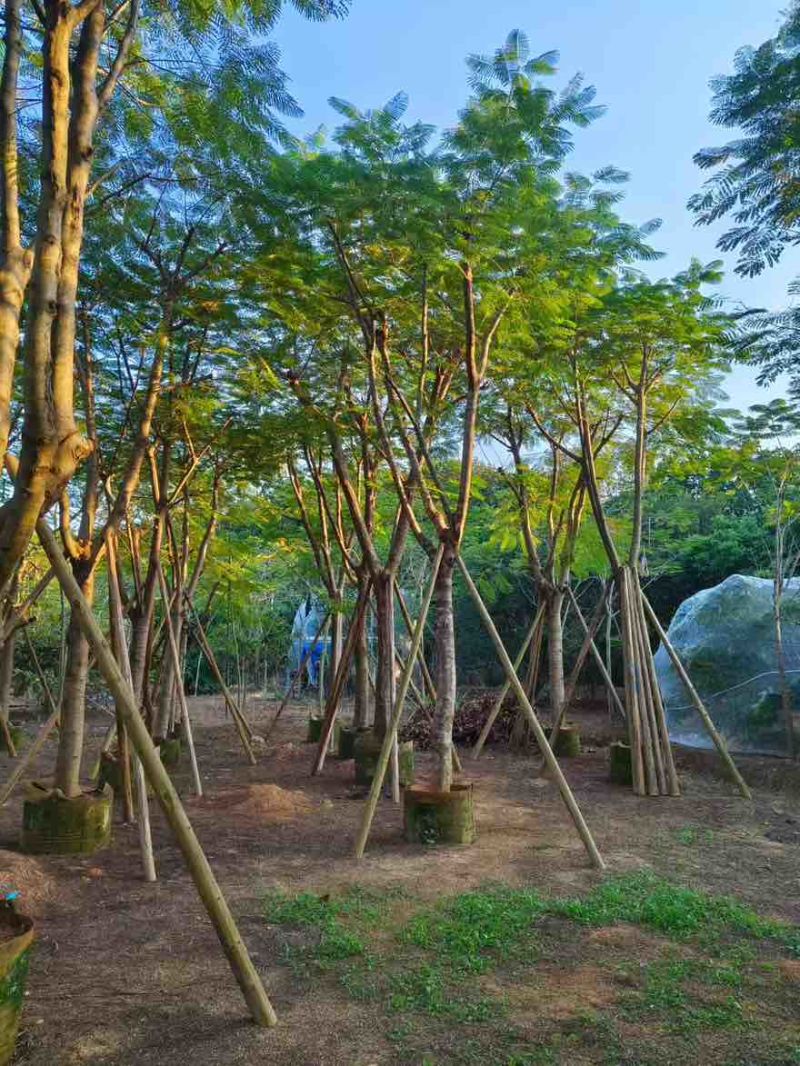 凤凰木(金凤)骨架10-40分，一手货源，基地直销，大量出售