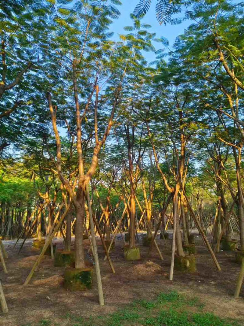 凤凰木(金凤)骨架10-40分，一手货源，基地直销，大量出售