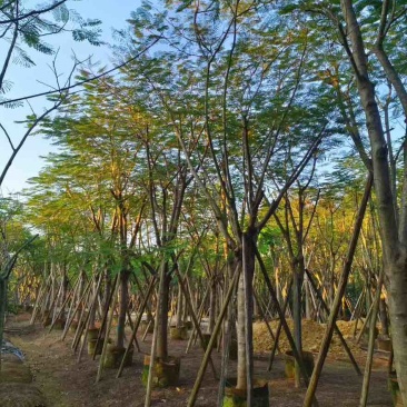 凤凰木(金凤)骨架10-40分，一手货源，基地直销，大量出售