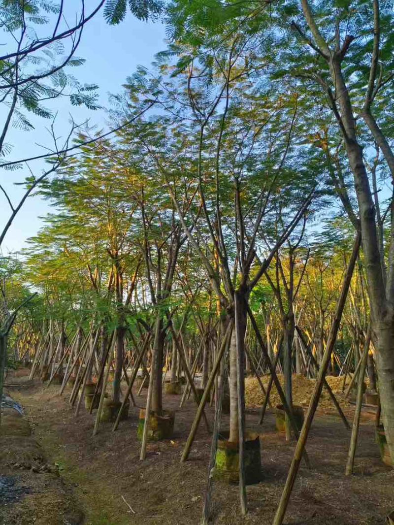 凤凰木(金凤)骨架10-40分，一手货源，基地直销，大量出售
