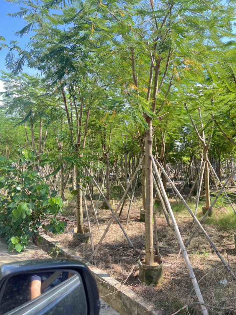 凤凰木(金凤)骨架10-40分，一手货源，基地直销，大量出售