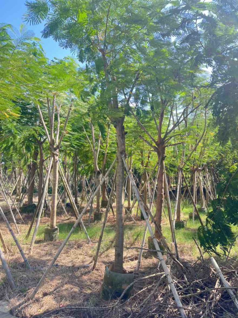 凤凰木(金凤)骨架10-40分，一手货源，基地直销，大量出售