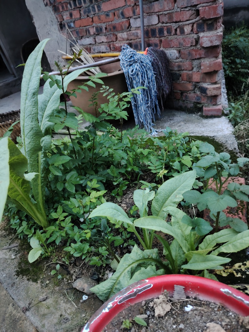 本地花椒苗，大苗20小苗5块