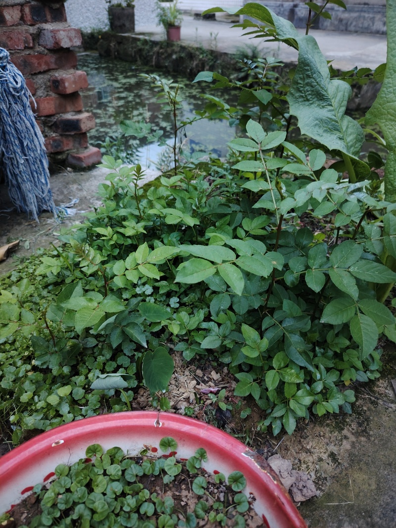 本地花椒苗，大苗20小苗5块