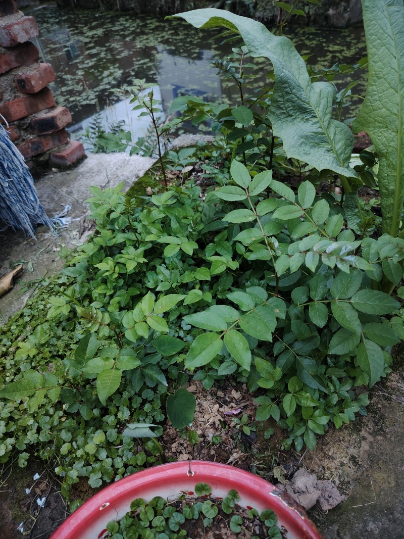 本地花椒苗，大苗20小苗5块