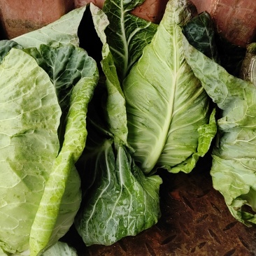 云南高山冷凉蔬菜🥬