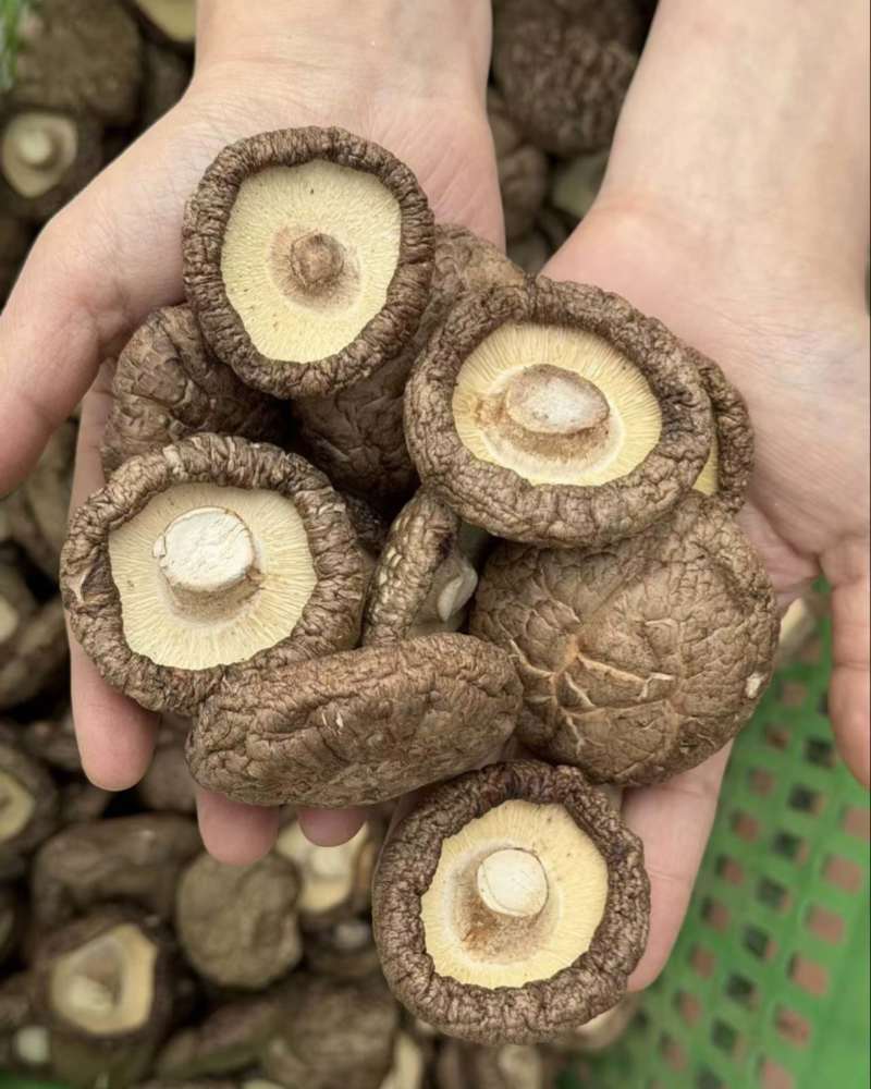 香菇干货