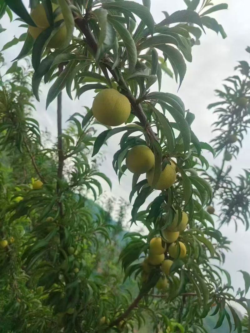 火热六月，甜蜜六马！李中“爱马仕”，味甜如蜜的六马蜂糖李。