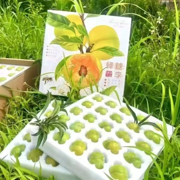 火热六月，甜蜜六马！李中“爱马仕”，味甜如蜜的六马蜂糖李。