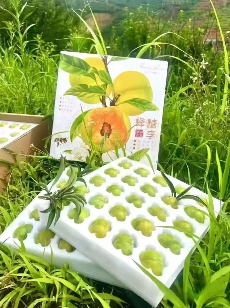 火热六月，甜蜜六马！李中“爱马仕”，味甜如蜜的六马蜂糖李。