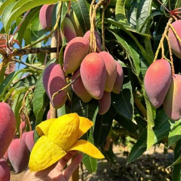 贵妃芒，金煌芒，大青芒大量接单整车发货，，一件代发